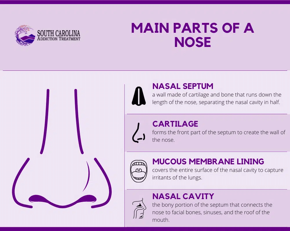 parts of a nose affected by long-term use of cocaine