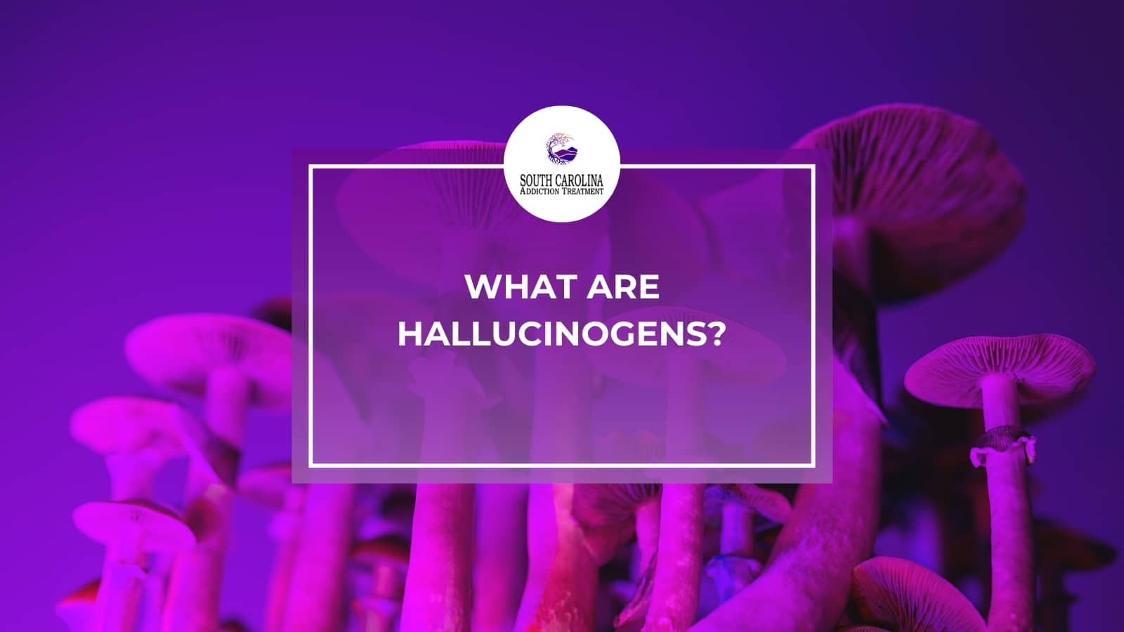 What Are Hallucinogens?